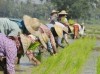 @拥有10英亩以上田地的农民 可以开始申请热季稻种植贷款了